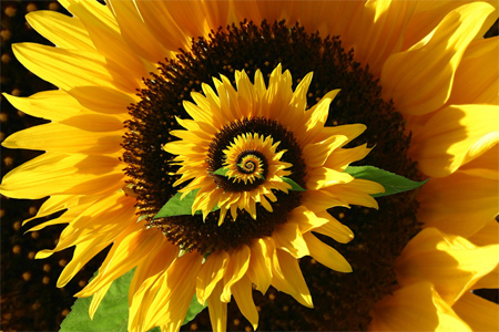 Sunflower Droste