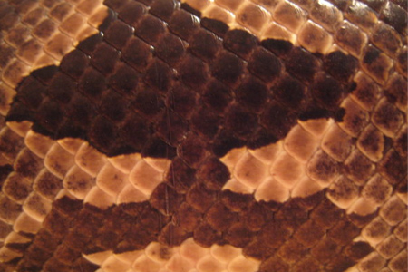 Snake Skin Texture 2