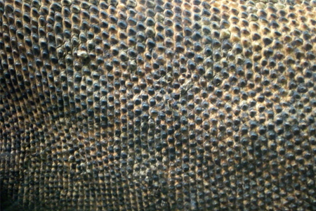 Komodo Dragon Skin Texture