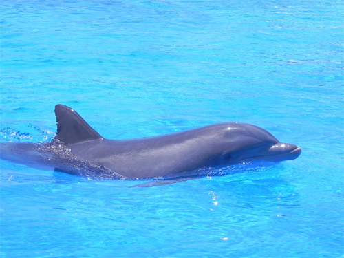 Dolphin III