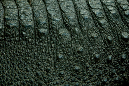 Alligator Skin