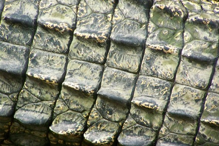 Croc Texture