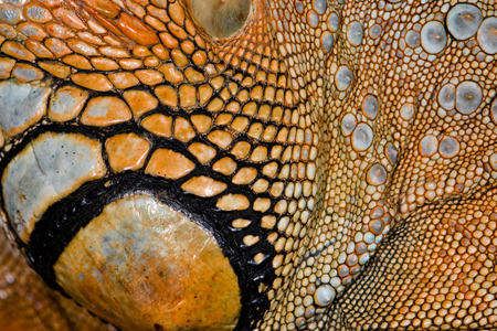 Iguana Texture