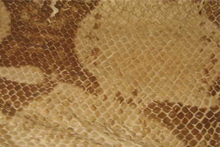 Scaly Snake Skin Texture